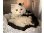 Adopt Larry a Domestic Long Hair