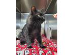 Adopt Wayne a Domestic Medium Hair