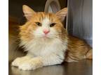 Adopt Buzz a Domestic Long Hair