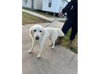 Adopt Jasper a Retriever