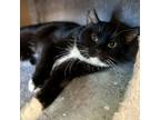 Adopt Ben a Domestic Short Hair