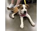 Adopt J Pup: Silo a Terrier