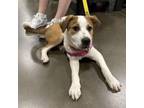 Adopt Jumpy Pup: Silo a Terrier