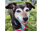 Adopt Hershey a Beagle, Dachshund