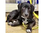 Adopt Jumpy Pup: Milo a Terrier