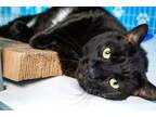 Adopt Dill/turbo a Domestic Short Hair