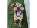 Adopt Manly Stanley a Pit Bull Terrier, Shepherd