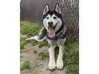 Adopt Skar Audio a Siberian Husky