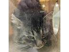 Adopt 19399 a Domestic Medium Hair