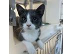 Adopt Sheldon a Domestic Short Hair