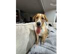 Adopt Malachi a Hound, Mixed Breed