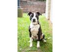 Adopt Draco a Hound, Mixed Breed