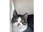 Adopt Derpy a Domestic Short Hair