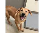 Adopt Cavalier a Labrador Retriever