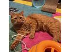 Adopt Kyo Lee a Maine Coon