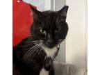 Adopt Sam a Domestic Short Hair