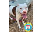 Adopt 2402-0459 Bear a Pit Bull Terrier