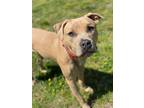Adopt 2405-0882 Emil a Pit Bull Terrier