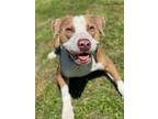 Adopt 2404-1093 Worsum a Pit Bull Terrier