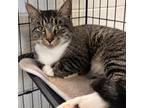 Adopt Larry Sherbert a Domestic Short Hair