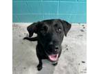 Adopt Mojo a Black Labrador Retriever, Mixed Breed