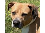 Adopt DOOBIE a Hound