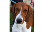 Adopt Creek a Coonhound, Hound