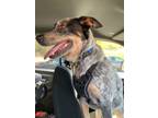 Adopt Dude a Australian Cattle Dog / Blue Heeler