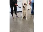 Adopt Hunter a Great Pyrenees, Border Collie