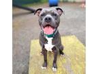 Adopt Mort a Pit Bull Terrier, Mixed Breed