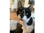 Adopt Oreo a Domestic Short Hair