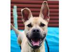 Adopt Star Boy a Black Mouth Cur