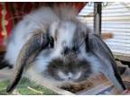 Adopt Roger a Mini Lop