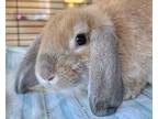 Adopt Bugs a Mini Lop