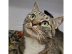 Adopt Bo'Rai a Domestic Short Hair