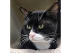 Adopt Curly a Domestic Short Hair