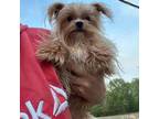 Yorkshire Terrier Puppy for sale in Princeton, KY, USA