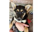 Adopt Jax a German Shepherd Dog, Husky