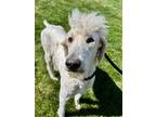 Adopt Matt a Standard Poodle, Mixed Breed