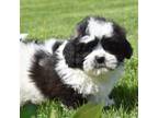 Zuchon Puppy for sale in Lewisburg, PA, USA