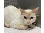 Adopt Finnegan a Siamese