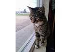 Adopt Reese a Domestic Short Hair