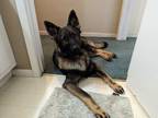 Adopt Sosa a German Shepherd Dog