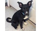 Adopt Scooter a Mixed Breed
