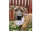 Adopt Pookie a Mixed Breed
