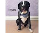Adopt Trouble a Pit Bull Terrier, Australian Cattle Dog / Blue Heeler