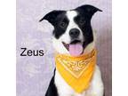 Adopt Zeus a Border Collie