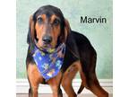 Adopt Marvin a Hound