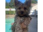 Yorkshire Terrier Puppy for sale in Orangevale, CA, USA