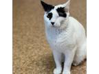 Adopt Foo Fighter a Domestic Short Hair